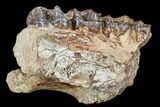 Running Rhino (Hyracodon) Jaw Section - South Dakota #113608-1